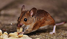 24 Hour & Emergency Exterminators in Saint James, NC